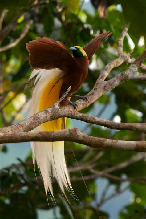 The 20-Year Quest To Track Down Every Bird-Of-Paradise Species Before ...