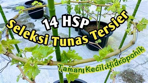 Anggur Import Varietas Ninel Part Seleksi Tunas Dan Pupuk Starter