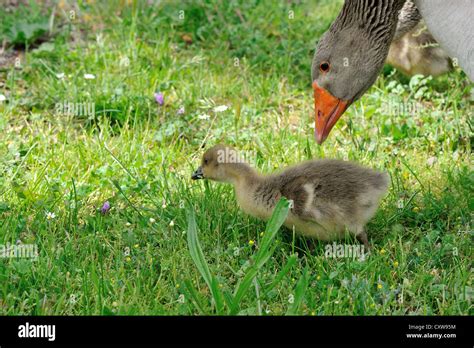 Toulouse Domestic Goose Anser Domesticus Goose And Its Gosling Stock