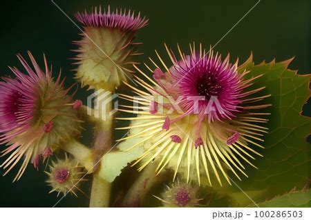 Burdock Flower Botanical Illustration Arctium のイラスト素材 100286503