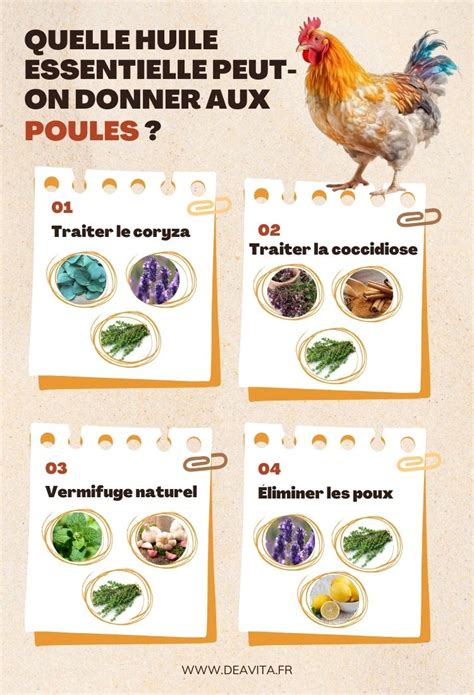 Quelle Huile Essentielle Peut On Donner Aux Poules