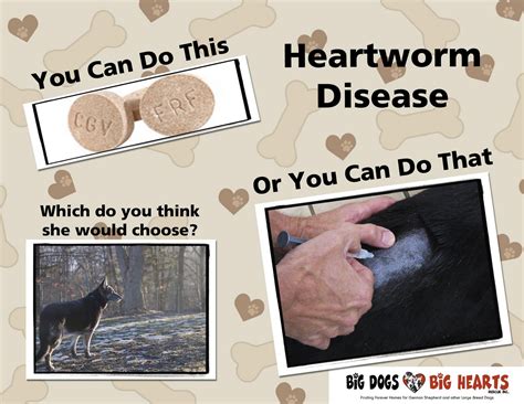 Big Dogs, Big Heartworm: So This Is What Heartworm Treatment Looks Like?