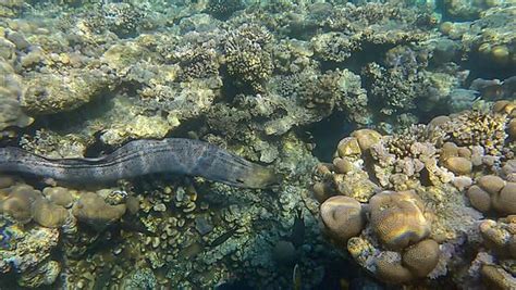 Close Up Of Moray Eel Swims Over Top Of Coral Reef In Shallow Water In