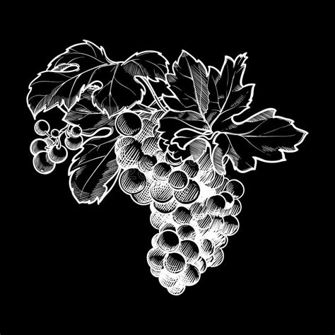 Grape Cluster Drawing Stock Illustrations – 829 Grape Cluster Drawing ...