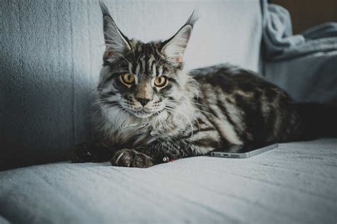 The Characteristics Of The Short Haired Maine Coon