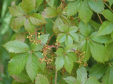 Phillips Natural World Floridas 4 Common Poisonous Plants