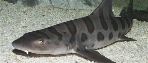 Leopard Shark - Roundhouse Aquarium Teaching Center - Manhattan Beach ...