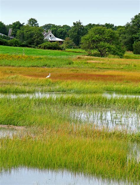 Essex Marsh And Egret Essex Ma Photoholic1 Flickr