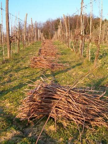 Bronsescoverte La Potatura Secca E Il Pianto Della Vite