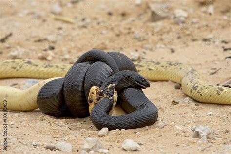 Cape cobra (Naja nivea) and mole snake (Pseudaspis cana) fighting ...