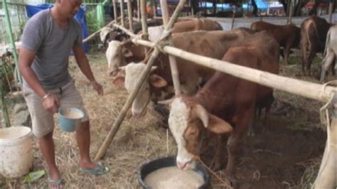 Pendapatan Pedagang Hewan Kurban Anjlok Terimbas Pandemi Covid 19