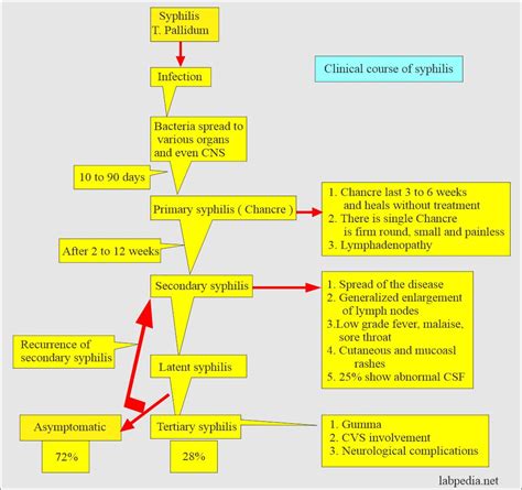 Syphilis Stages Diagram