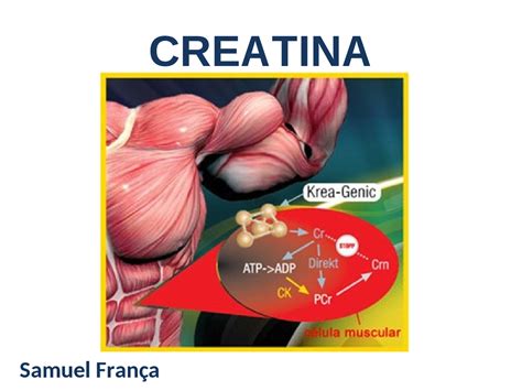 O Corpo Produz Creatina
