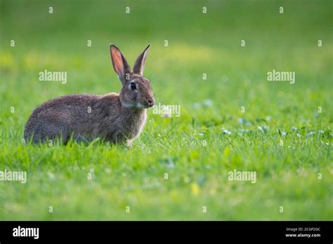 Pointed Ears Ear Hi Res Stock Photography And Images Alamy