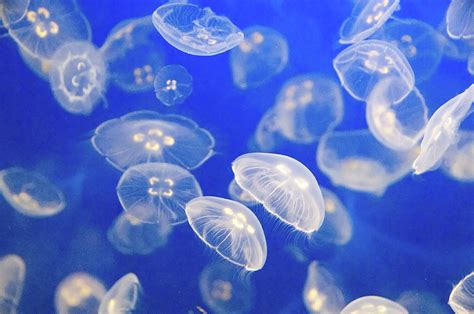 Group Of Small Jelly Fish Photograph By Carolyn Hebbard Fine Art America