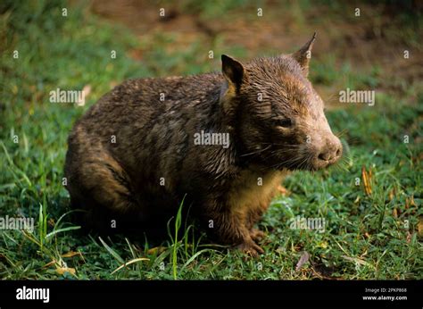 Southern hairy-nosed wombat (Lasiorhinus latifrons), Southern hairy-nosed wombat, wombat ...