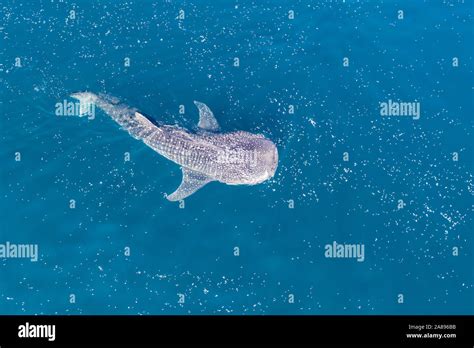 Whale shark feeding krill hi-res stock photography and images - Alamy