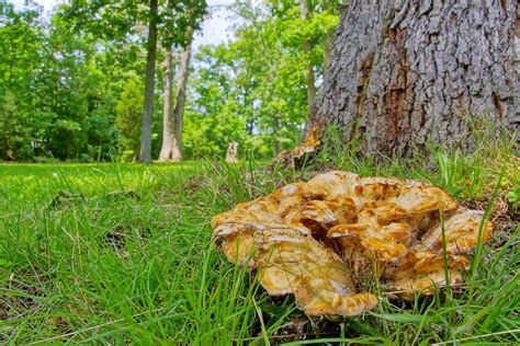 163 365 Large Mushroom Fungus At Base Of Oak Tree Please Flickr