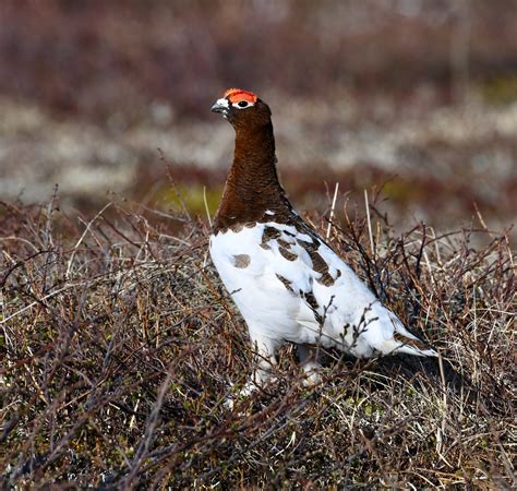 Willow Ptarmigan Nome Alaska Adam Dudley Flickr