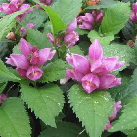 Chelone Obliqua Oblique Turtlehead Long Flowering Perennial With