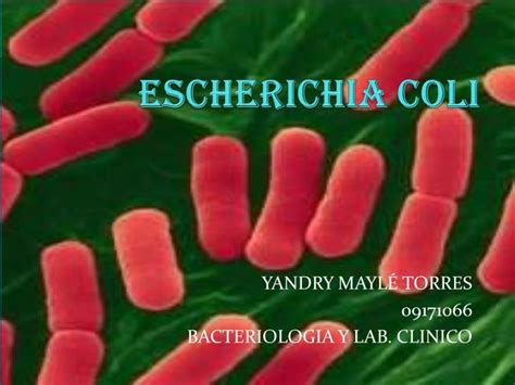 Ppt Escherichia Coli Powerpoint Presentation Free Download Id4083092