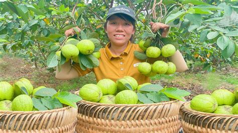 Harvesting Guava Fruit Garden Goes To The Market Sell Gardening Grow