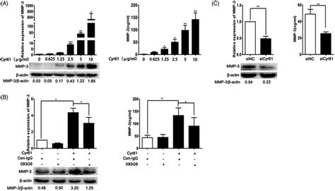 Cyr61 Promotes Mmp 3 Expression In Ra Fls A The Expression Of Mmp 3