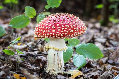 Amazing Amanita Muscaria In Forest Stock Image Image Of Beech Fungi