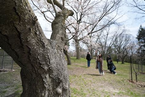 High Park's cherry blossoms are coming early this year. Here's when you ...