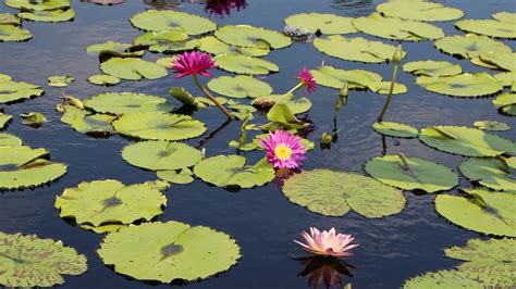 Water Lilies in a Mini Pond Free Stock Video Footage, Royalty-Free 4K & HD Video Clip