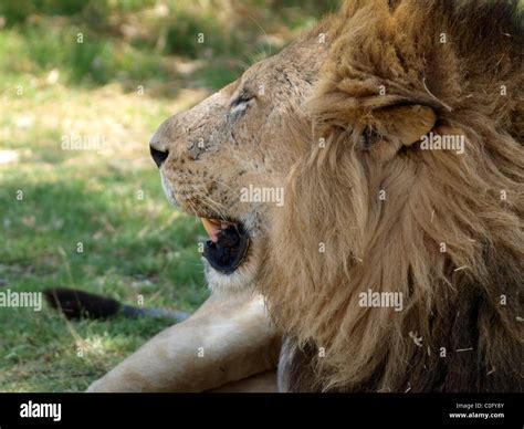 Male Lion Head Stock Photo Alamy