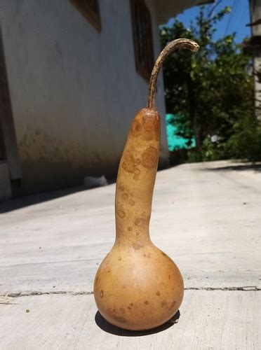 Bule O Guaje Calabaza Entero Peque O Con Semillas Meses Sin Intereses