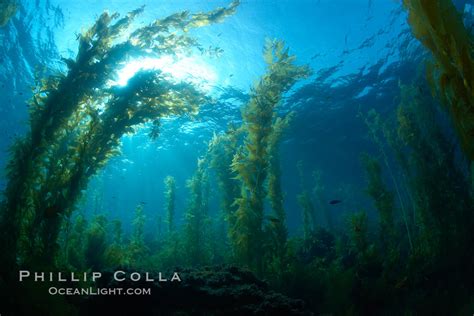 Kelp Forest Macrocystis Pyrifera Photo Catalina Island California