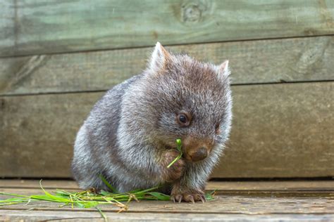 We finally know how wombats poop cubes | Popular Science