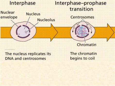 Ppt How Cells Divide Powerpoint Presentation Free Download Id 5738928