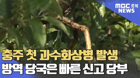 충주 사과농장 올해 첫 과수화상병 발생ㅣmbc충북news Youtube