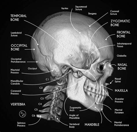 X Ray Of Skull Anatomy