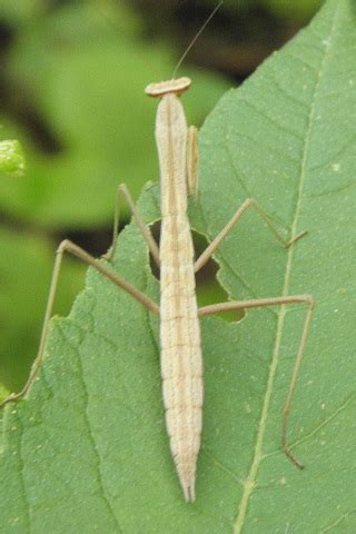 Chinese Mantid Tenodera Sinensis Bugguide Net