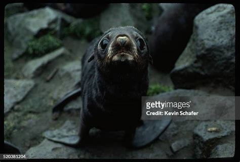 171 Northern Fur Seal Stock Photos, High-Res Pictures, and Images ...