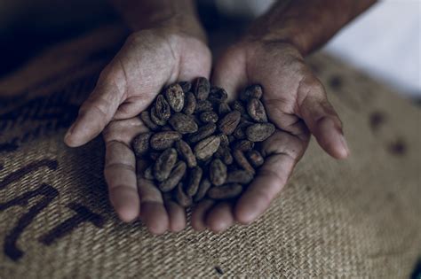 Cacao Un Cultivo Milenario Para El Desarrollo Sustentable De Comunidades Locales Programa De