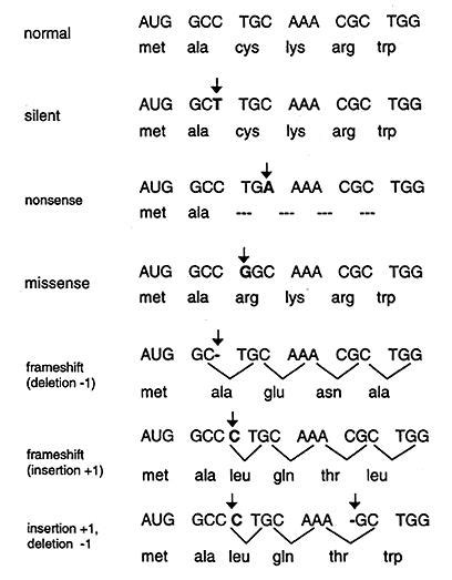 Type of DNA Mutations - Biochemistry - Medbullets Step 1