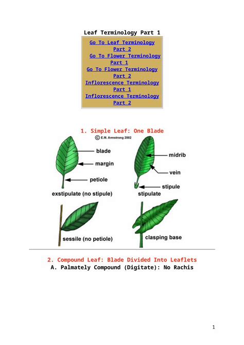 DOC Botany Terminology DOKUMEN TIPS