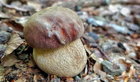 C Pe Des Pins Le Reconna Tre Secrets Des Champignons