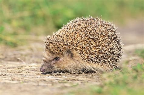 Premium Photo | Wild hedgehog on the path in the forest