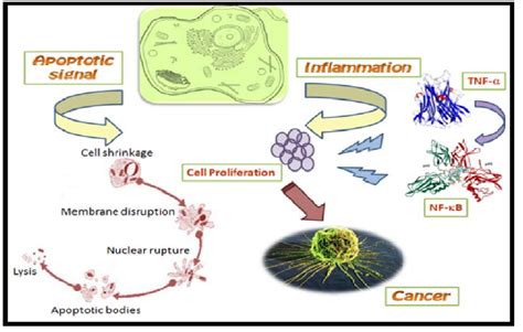 Role Of Tnf Induced Nf B In Carcinogenesis During Inflammation