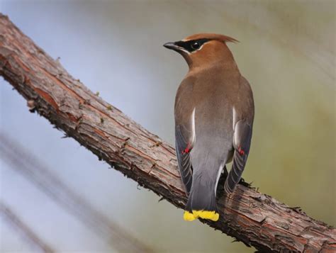 Birds In Alabama Various Species And Birdwatcher Favorites