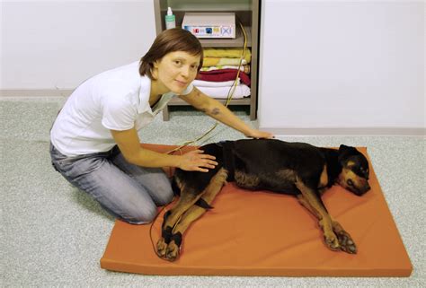 Physiotherapie für Hunde und Katzen ab Febr 2013 in Leipzig Mockau