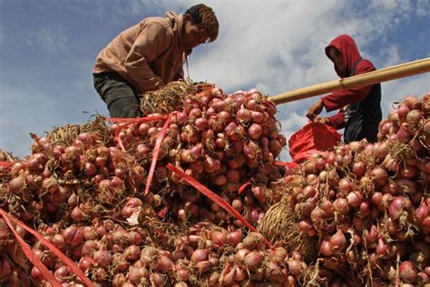 Jaga Stabilitas Harga Bawang Merah Di Bantul Ditanam Bergantian