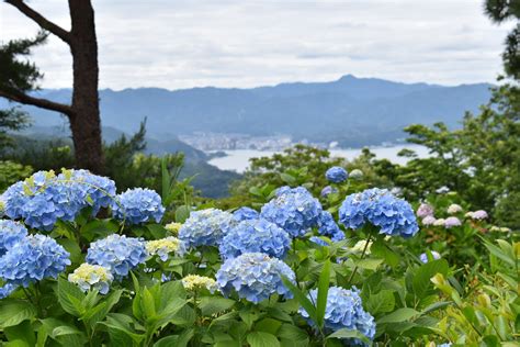 ひと目10万本！西日本最大の舞鶴自然文化園のアジサイ園レポート Mkメディア