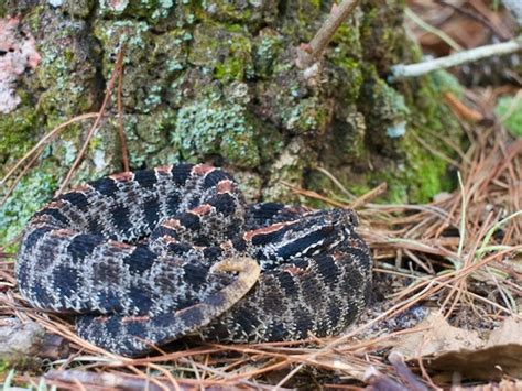 Pygmy Rattlesnake Facts, Description, Diet, and Pictures